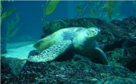 해양박물관 ‘푸른바다 거북’ 등 보전기관 지정