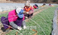 함평군 봄쑥 본격 출하, 농가소득도 ‘쑥쑥’
