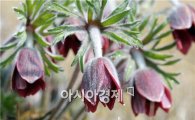 [포토]봄의 기지개 정남진 할미꽃 