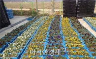 화순군, 힐링푸드축제 봄꽃 단장 한창