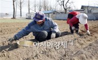 [포토]봄 감자 파종하는 노부부