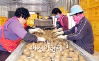 힐링 과일 보성 참다래 선별 한창
