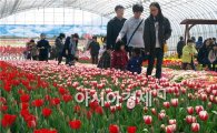 광양시, '봄꽃의 화려한 어울림' 제7회 광양꽃축제 개최