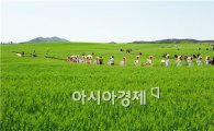 고창청보리밭 축제   4월 20일 개막