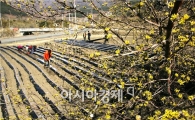 [포토]봄을 알리는 샛노란 산수유꽃  활짝
