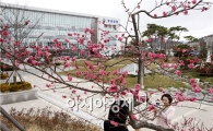 [포토]보성군청에 핀 수줍은 홍매화! 