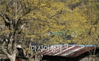 구례군, 산수유나무 보호육성으로 명품 특구 만든다