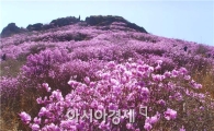 전국 3대 진달래 군락지 여수 영취산, 확 달라진다 