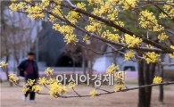 [포토]도심속 공원에 핀 샛노란 산수유