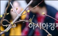[포토]산수유 피기 시작하는 서울도심