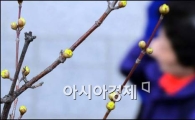[포토]산수유 핀 청계천변