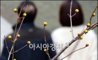 [포토]산수유 핀 청계천변