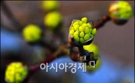[포토]청계천변 봄의 알림