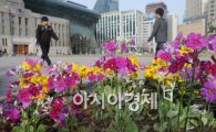 [포토]봄소식 알리는 서울광장 
