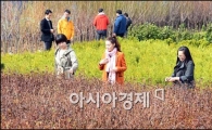 [포토]나무시장 개장, 묘목 보는 시민들