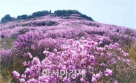 [남도 꽃 여행] 연분홍 진달래 향기에 취해볼까?
