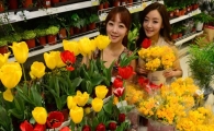 [포토]봄맞이 튤립-후리지아 사세요 