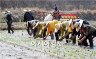 순천시, "조기햅쌀 생산단지 첫 모내기" 실시