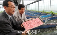 함평군, "친환경 벼농사 제초용 우렁이 양식장" 가보니 