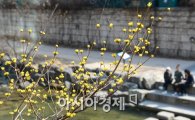 [포토]만개한 노란 산수유 꽃