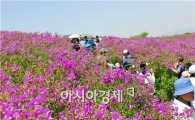 보성군, 연분홍 철쭉바다, 천상의 정원으로 초대합니다