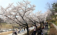 '서울 봄꽃길 100선' 선정… 상춘객 발길 잡는다