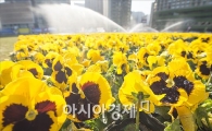 [포토]서울광장에 봄꽃 향기 가득