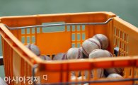 야구·소프트볼 기구 완전 통합…올림픽 재진입 노려