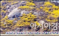 [포토]철길 주변으로 개나리가 활짝