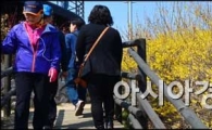 [포토]응봉산에 핀 개나리