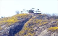 [포토]개나리 핀 응봉산, 한 폭의 그림