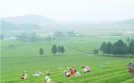 녹차 추출물…대장암 예방에 효과 있다
