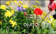 [포토]봄에 핀 꽃을 담기위해