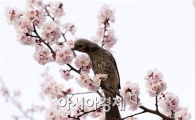 [포토]'꽃망울 터트린 매화··봄향기에 취했네~'
