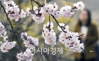 [포토]매화가 전하는 봄 소식