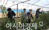 농협 광주본부, 농촌일손돕기 ‘구슬땀’