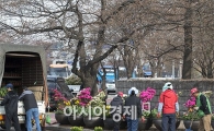 [포토]봄꽃축제 준비 한창