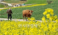 [포토]만개한 유채꽃길을 걷는  황소
