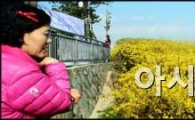 [포토]파란 하늘 속 개나리가 활짝