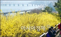 [포토]개나리 구경하는 시민들