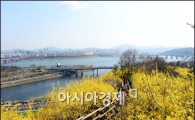 [포토]화창한 날씨 속 개나리가 활짝