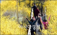 [포토]'개나리가 활짝'