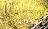 [포토]활짝 핀 개나리, '어디서 그림을 그릴까?'
