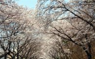 짬 내서 ‘봄꽃여행’ 갈만한 곳 검색어 1위는…