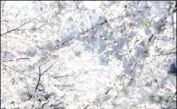 [포토]벚꽃길에 몰린 인파