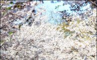 [포토]만개한 벚꽃 아래
