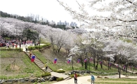 서대문구청 뒤 안산 벚꽃 주말 절정 