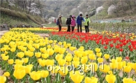 광주 동구, 동적골 튤립 동산 구경오세요