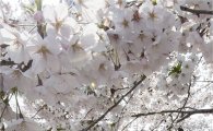 [포토]벚꽃 만발한 윤중로