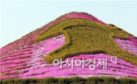 [포토]아름다운 꽃잔디와 장흥 표고버섯
